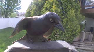 common grackle