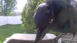 common grackle
