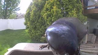 common grackle