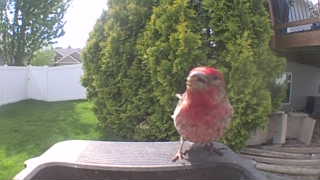 purple finch