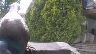 Unidentified clip