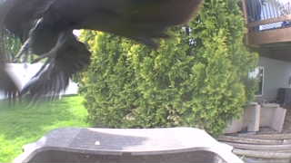 american crow