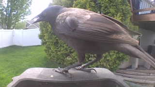 american crow