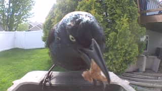 common grackle