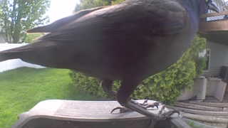 common grackle