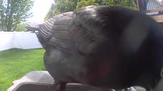 canada goose