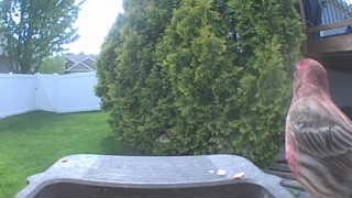 purple finch