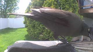 common grackle