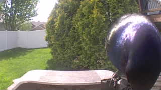 common grackle