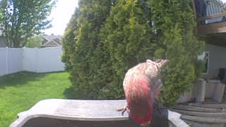 mourning dove