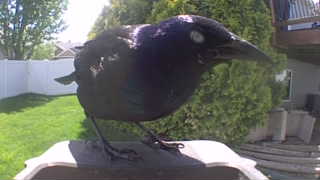 common grackle