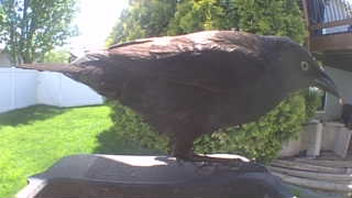 common raven