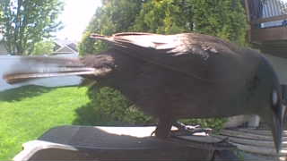 american crow