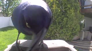common grackle
