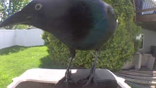 common grackle