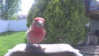 house finch