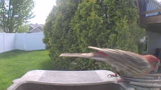 house finch