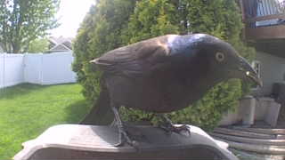 common grackle