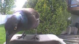 common grackle