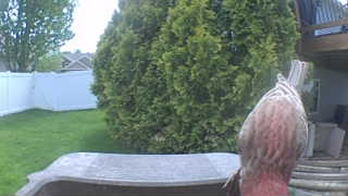 house finch