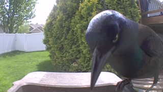 common grackle