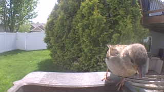 house sparrow