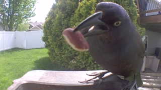 common grackle