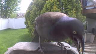 common grackle
