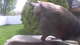 rock pigeon