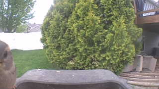 house sparrow