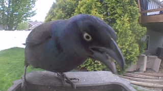 common grackle