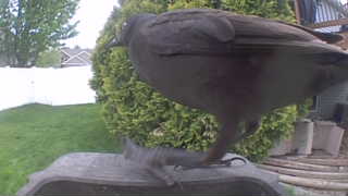 american crow