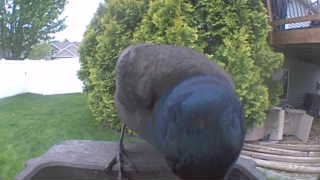 mallard