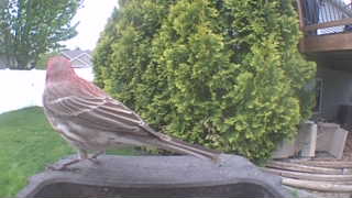 house finch