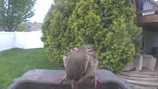 house sparrow
