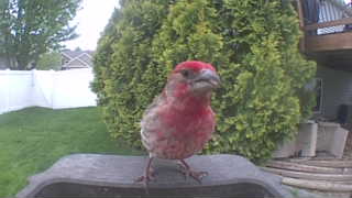 house finch