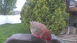 house finch