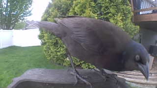 common grackle