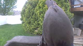 american crow