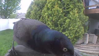common grackle