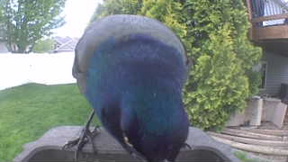 common grackle