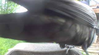 common grackle