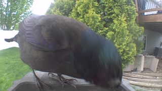 common grackle
