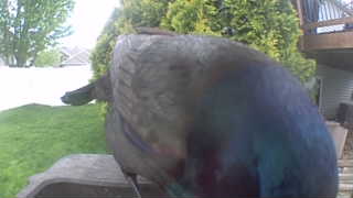 common grackle