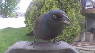 common grackle