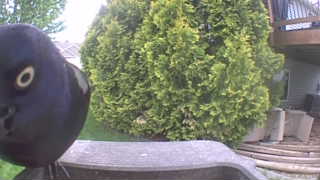 common grackle