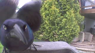 common grackle