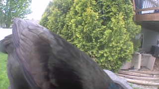 american crow