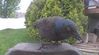 common grackle