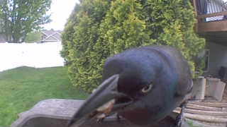 common grackle